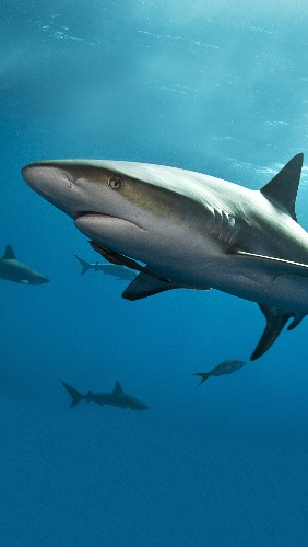 Picture_01_Shark.jpg