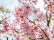 美爆了！罗源湾浪漫樱花季来袭！春节踏青赏花就去这里！